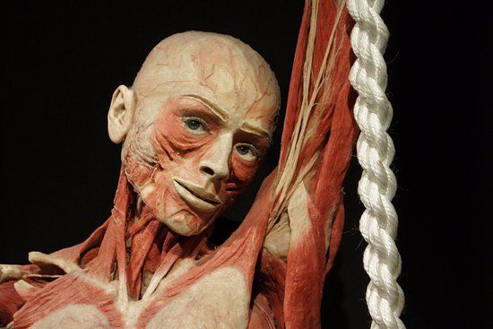 Body Worlds